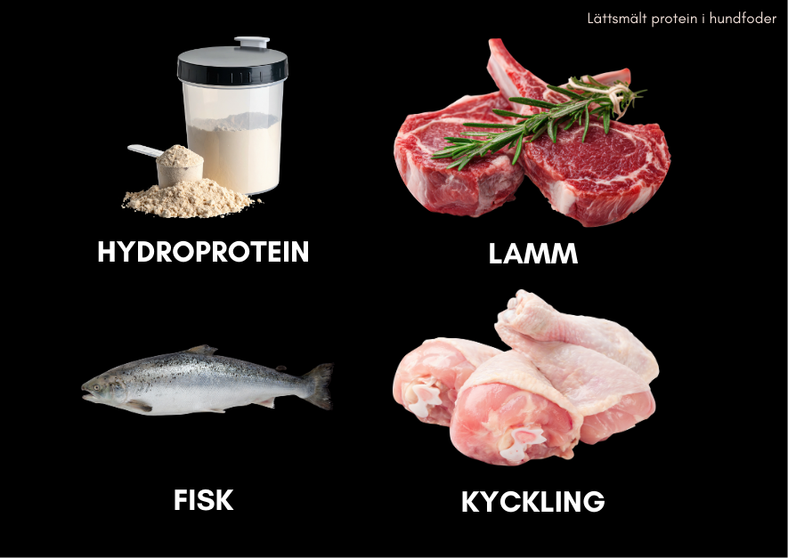 Fyra vanliga proteinkällor i lättsmält mat till hundar